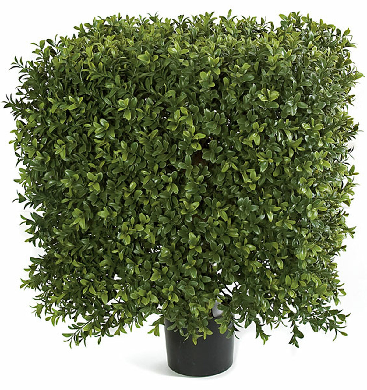 16 Inches and 21 Inches Medium Ultraviolet (UV) Boxwood Square Topiary